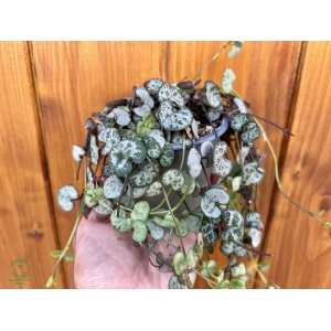 Lampášik (Ceropegia woodii) - výška 10 cm, Ø 20-30 cm, kont. C1L